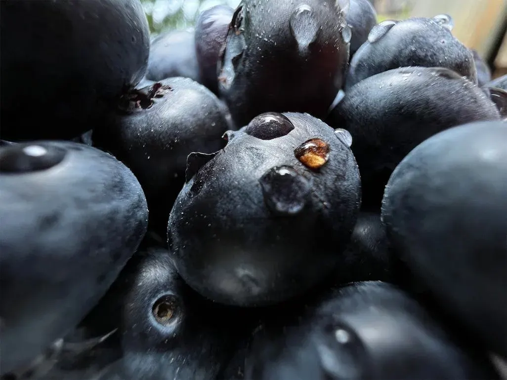 Detaillierte Nahaufnahme von Heidelbeeren mit Tropfen auf den Fruechten