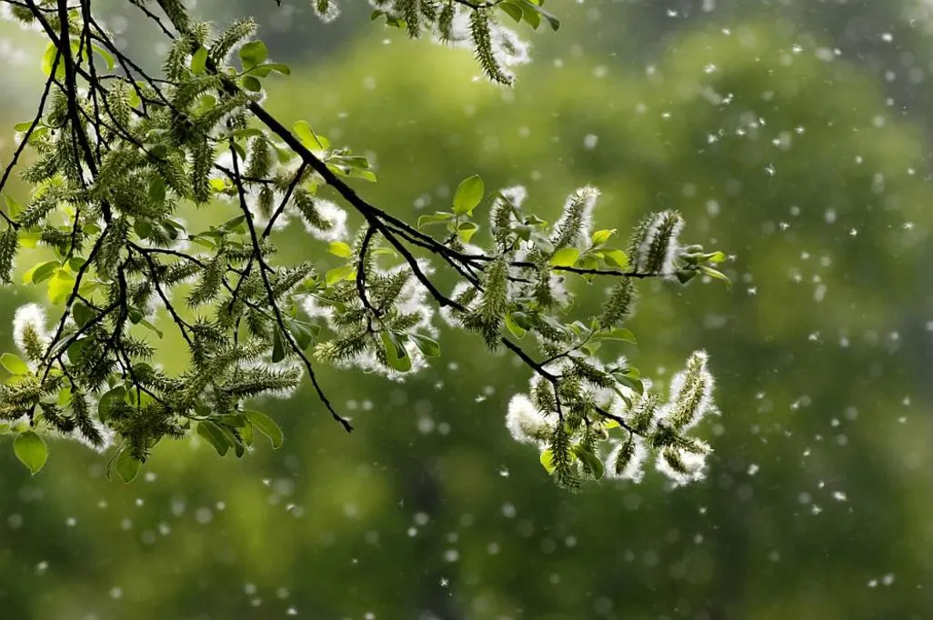 Ast einer bluehenden Pflanze mit fliegenden Pollen im Fruehling