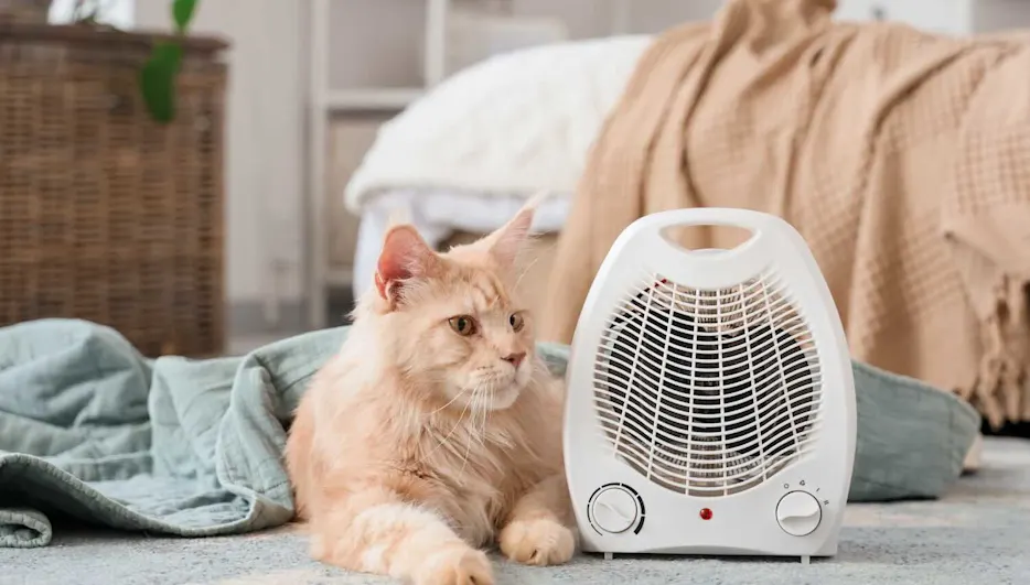 Katze liegt im Schlafzimmer neben einem Heizlüfter am Boden.