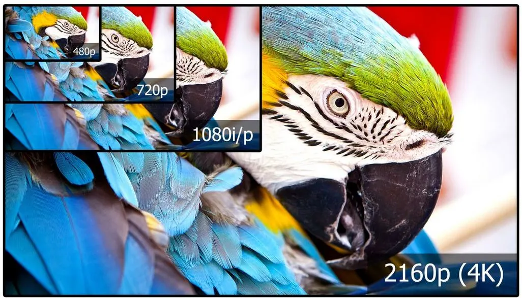 Papagei in verschiedenen Bildqualität von 480p bis 2160p 4K nebeneinander dargestellt.