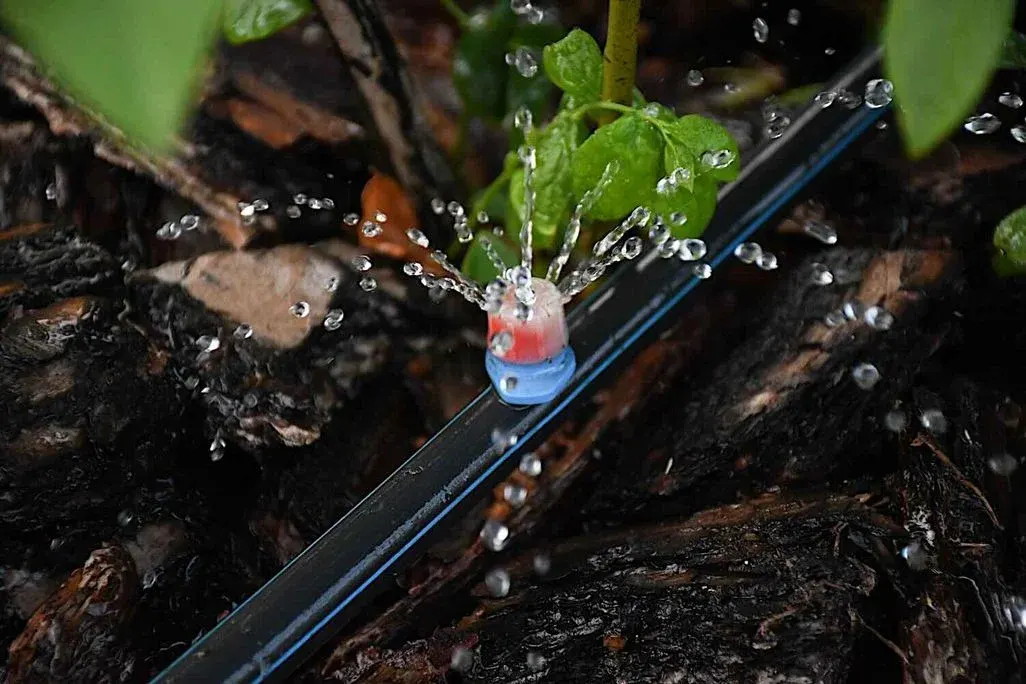 Nahaufnahme eines Tropfbewässerungssystems mit einem blau-roten Mikro-Sprühkopf auf einem schwarzen Bewässerungsschlauch, aus dem Wasser spritzt – umgeben von dunklem Rindenmulch und einer jungen Pflanze.