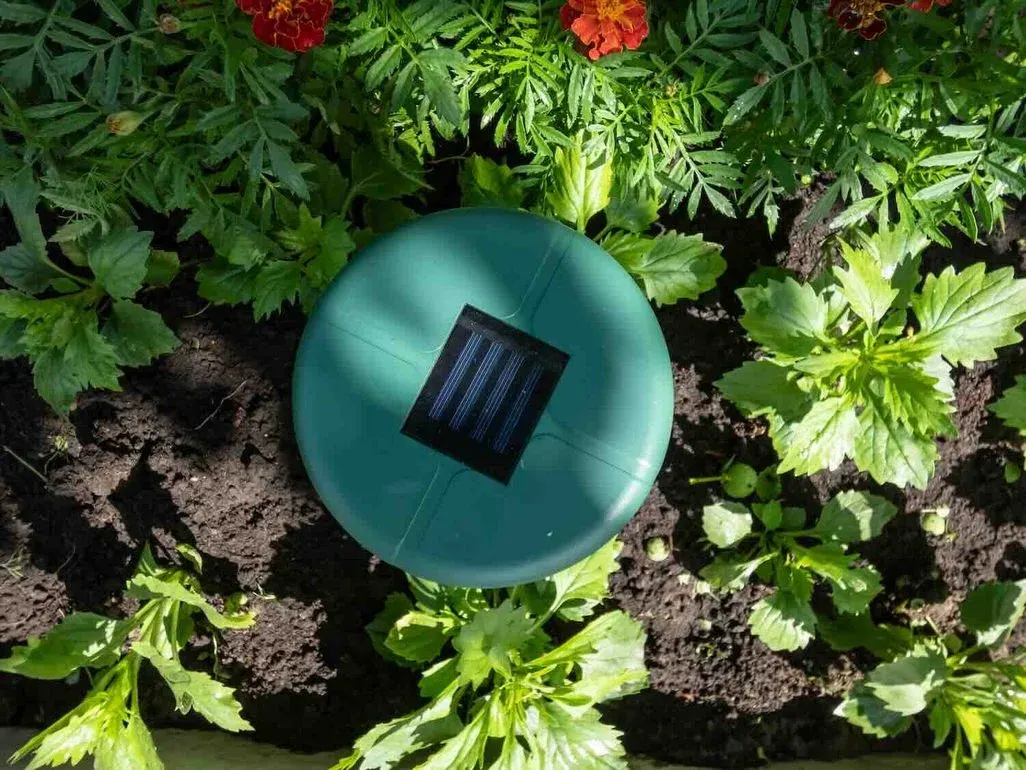 Vogelperspektive auf ein rundes, türkis-grünes Gartengerät – vermutlich ein solarbetriebener Schädlings- oder Maulwurfvertreiber – das in einem Blumenbeet in dunkler Erde liegt. In der Mitte der Oberseite befindet sich ein kleines quadratisches Solarpanel. Ringsherum wachsen üppige grüne Pflanzen mit gefiederten und gezackten Blättern, im Hintergrund sind leuchtend orangerote Tagetes-Blüten zu sehen.