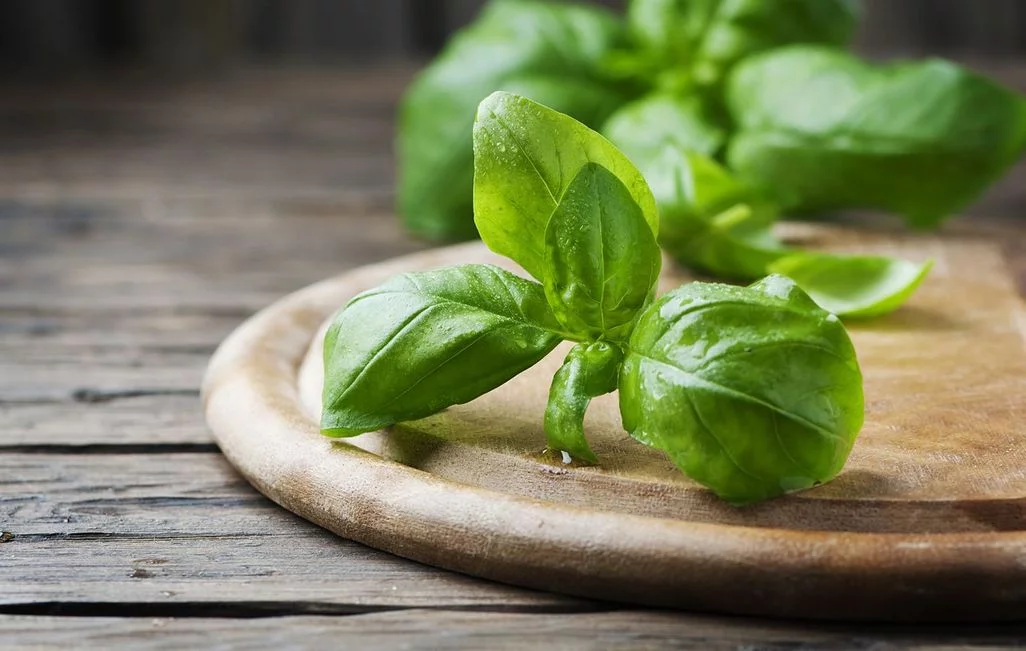 basilikum Blätter auf einem Holzbrett