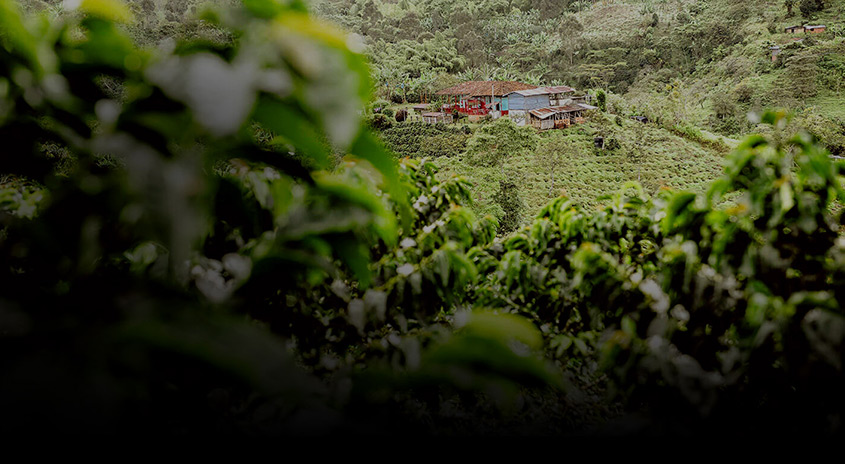 Blick auf ein Haus auf einem grünen Hügel, umgeben von dichter Vegetation. Grüne Pflanzen im Vordergrund verschwimmen.