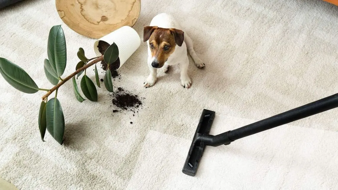 Kleiner Hund sitzt neben umgefallener Pflanze, Erde und einem Staubsauger