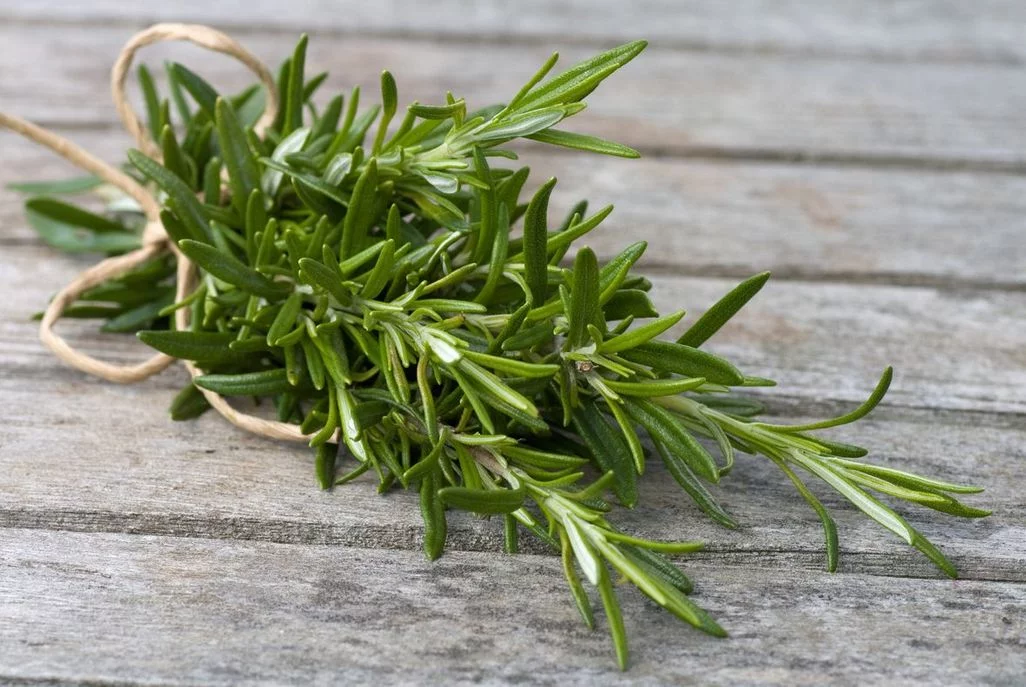 ein Bund Rosmarin mit einer brauen Kordel zusammengebunden liegt auf Holzbrettern