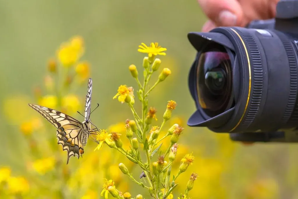 Eine Hand hält eine Kamera, die einen gelb-schwarz gemusterten Schmetterling auf gelben Blüten fotografiert. Grüngelber Hintergrund.