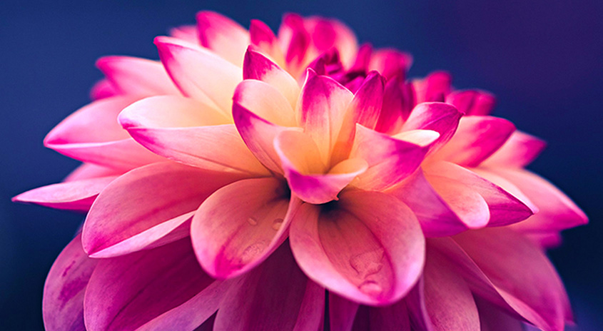 Nahaufnahme einer Dahlie mit rosa und gelben Blütenblättern vor einem dunklen Hintergrund.