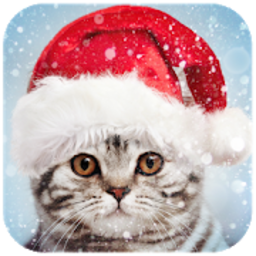 App Symbol mit grauer Katze mit Weihnachtsmütze.
