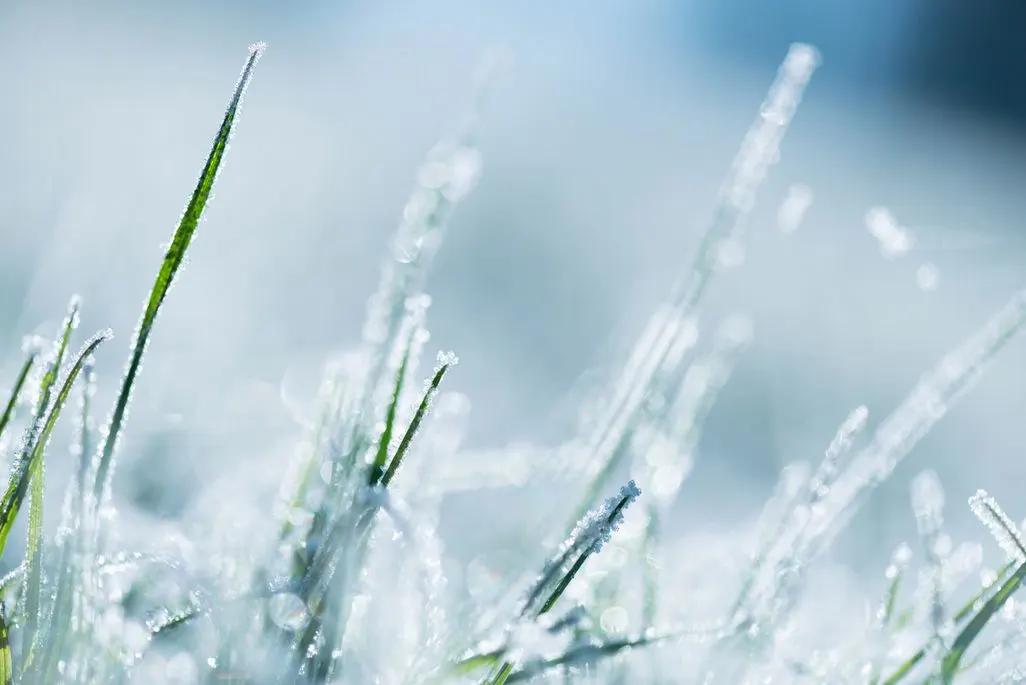 Mit Raureif bedecktes Gras im Morgenlicht in Nahaufnahme.