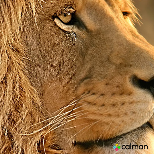 Zweigeteiltes Bild eines Löwen. Auf der linken Bildhälfte sieht man den Löwen ohne Kalibrierung, auf der rechten Hälfte mit.