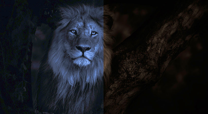 Ein Löwe mit Mähne steht auf der linken Bildhälfte, während die rechte Seite dunkler, unscharfer Hintergrund ist.