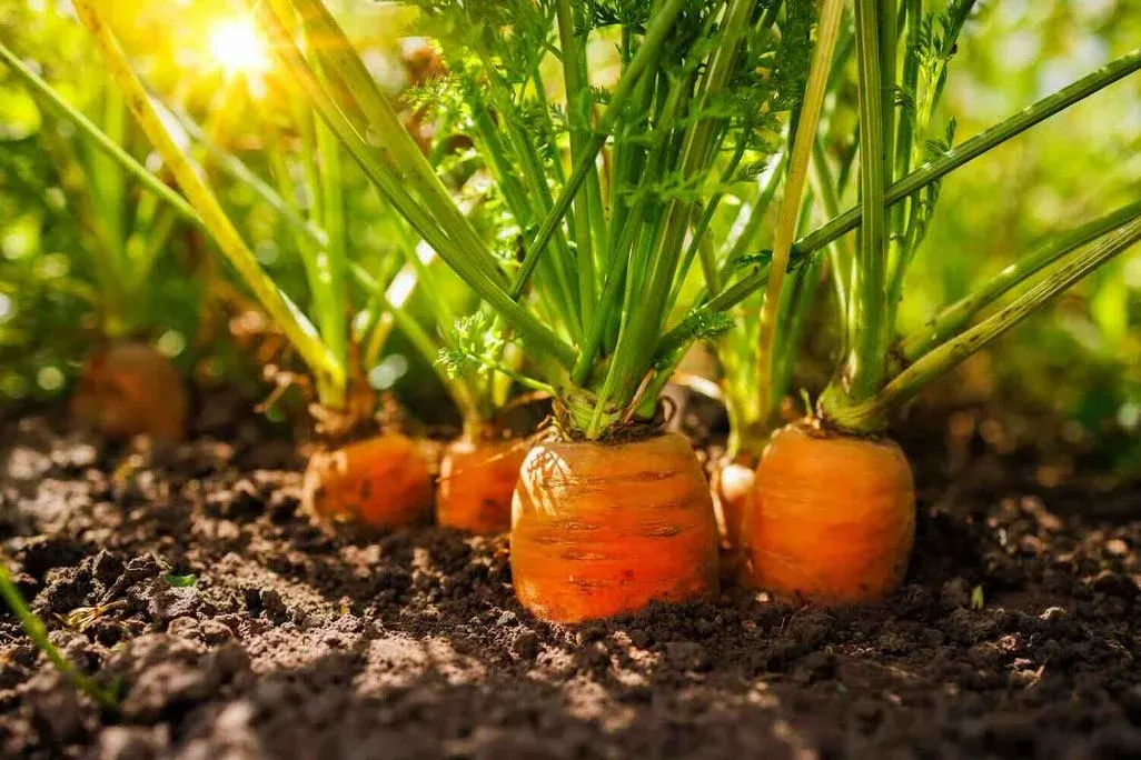 Reihe reifer Karotten mit grünem Laub wächst im Gartenboden, beleuchtet von warmem Sonnenlicht im Gegenlicht.