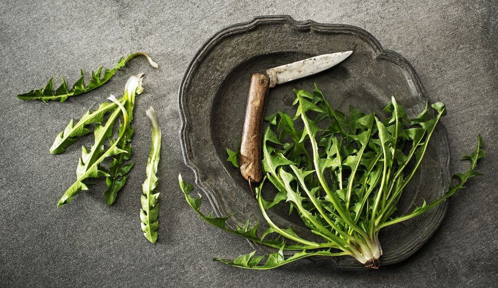 Ein Bündel Löwenzahn und ein Klappmesser mit hölzernen Griff liegen auf einem grauen Teller, 