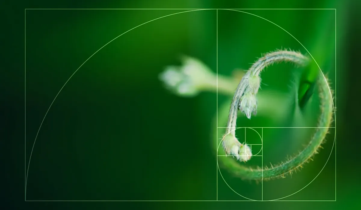 Die Goldene Spirale wird über einen sich ringelnden Pflanzentrieb gelegt.