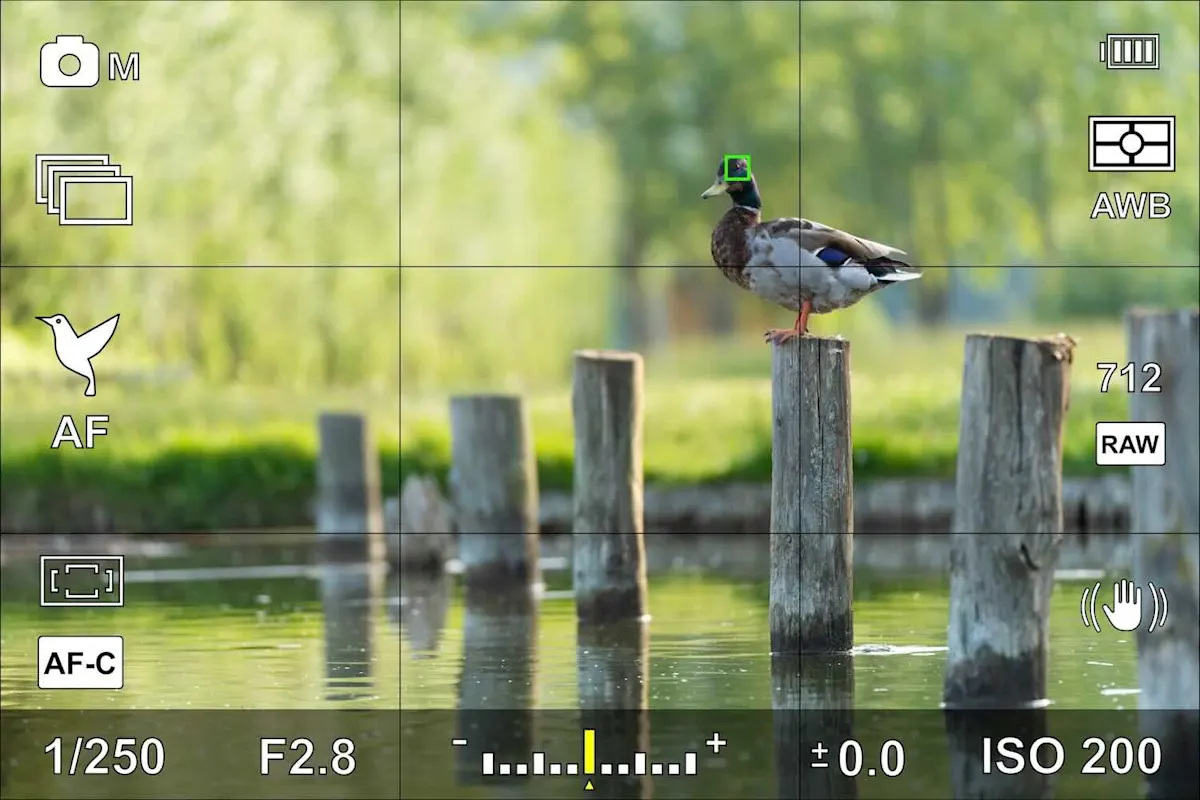 Kamera-Sucher zeigt einen Raster für die Drittelregel und eine Ente genau auf einem der Schnittpunkte.