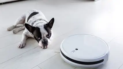 Eine schwarz-weiße Französische Bulldogge liegt auf einem hellen Holzboden und blickt neugierig zu einem runden, weißen Saugroboter, der sich auf dem Boden befindet.
