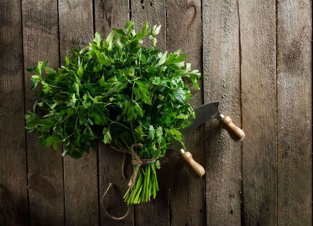 ein Bund Petersilie auf Holzbrettern, daneben liegt ein Wiegemesser