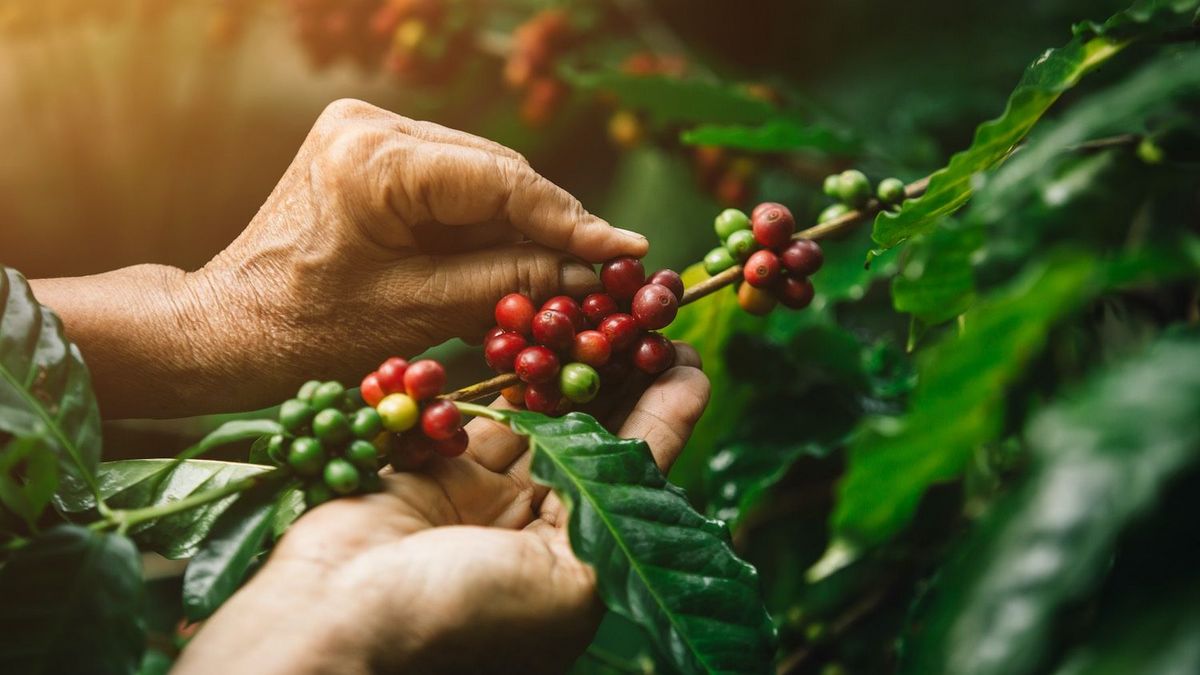 Hände pflücken rote und grüne Kaffeekirschen von einem Zweig einer Kaffeepflanze mit großen grünen Blättern.
