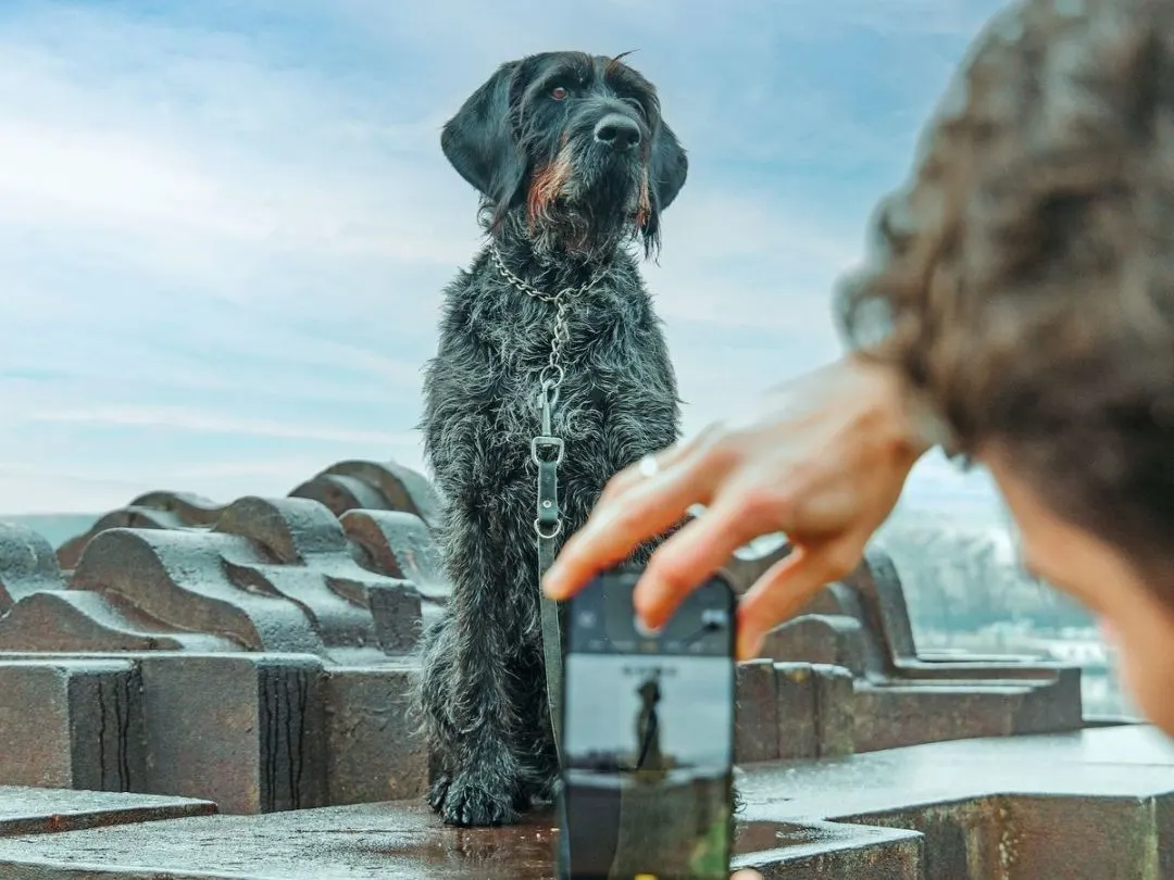 Eine Person fotografiert einen nassen Hund mit dunklem Fell auf einer Steintreppe