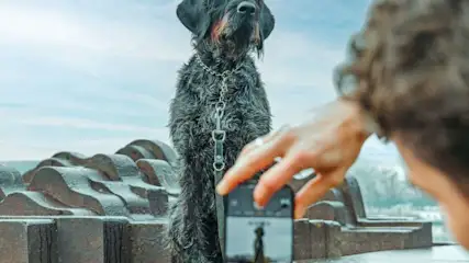 Eine Person fotografiert einen nassen Hund mit dunklem Fell auf einer Steintreppe