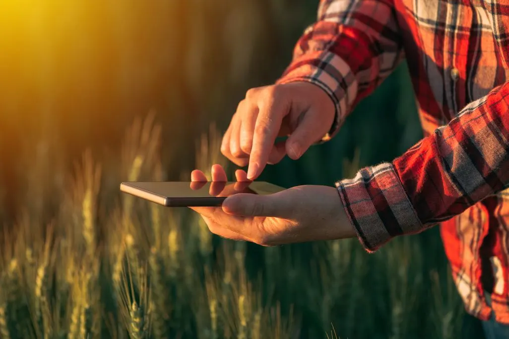Eine Person fotografiert mit einem Smartphone ein Getreidefeld bei Sonnenuntergang.