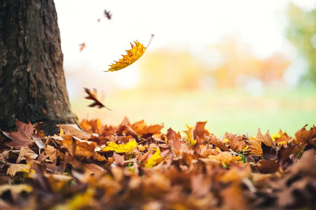 Herbstlaub faellt neben einem Baum auf eine Wiese