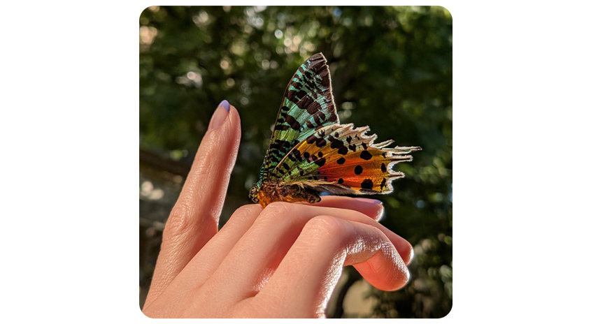 Eine Nahaufnahme eines bunten Schmetterlings auf einer Hand vor verschwommenem Grün.