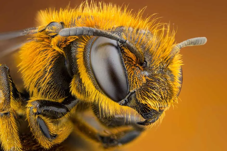 Gros plan d'une abeille avec des poils orange et un grand œil composé sur un fond uni orange.