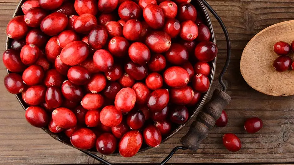 Gros plan de canneberges rouges dans un seau métallique, avec une cuillère en bois et un fond en bois.