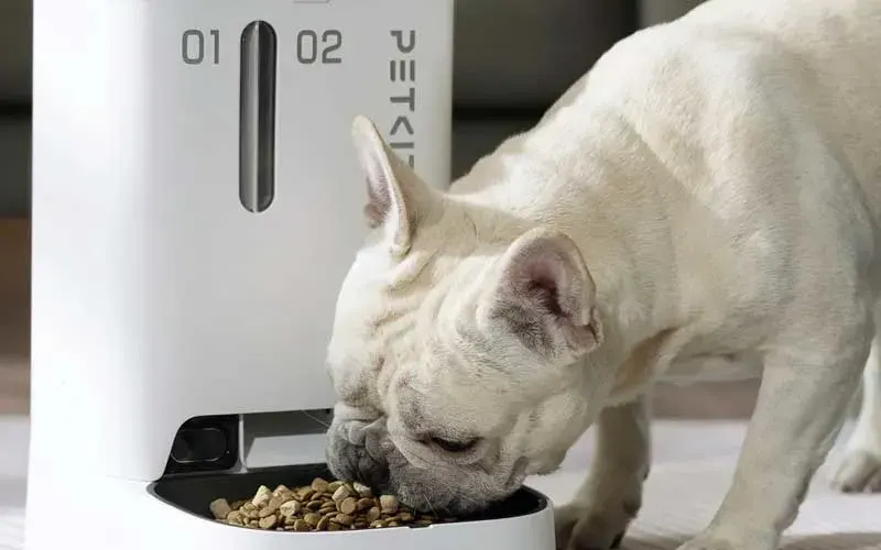 French bulldog eating kibble from an automatic feeder.