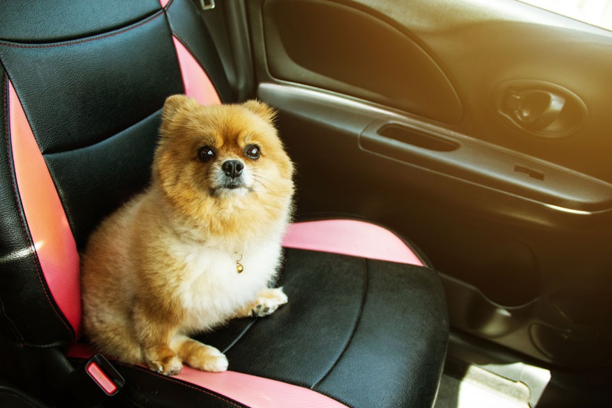 Een oranje hond zit op een zwarte autostoel met roze accenten, naast een zwarte autodeur.