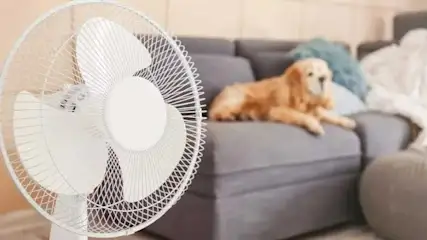 Ventilateur blanc au premier plan, canapé gris avec coussins et plaid en arrière-plan.