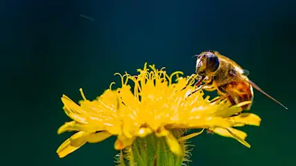 Een macrofoto toont een bij op een heldergele bloem tegen een donkerblauwe achtergrond. De bij is scherp in beeld.