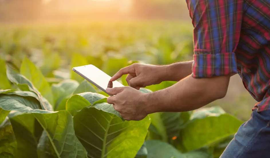 Un homme utilise une tablette dans un champ vert. Il porte une chemise à carreaux et un jean. Le soleil brille en arrière-plan.