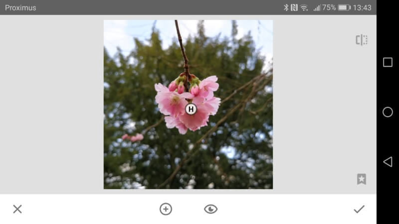 Een close-up van roze bloemen aan een tak, met groene bladeren op de achtergrond.