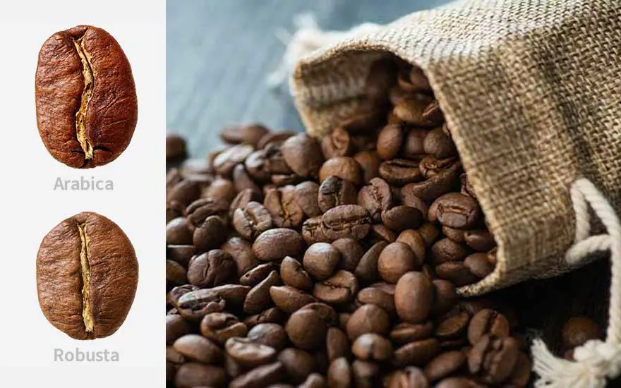 Gros plan sur des grains de café bruns versés d'un sac en toile de jute, avec deux grains en comparaison.