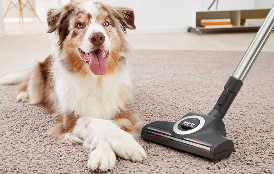 Un chien couché sur un tapis beige avec un aspirateur noir et argenté à côté.