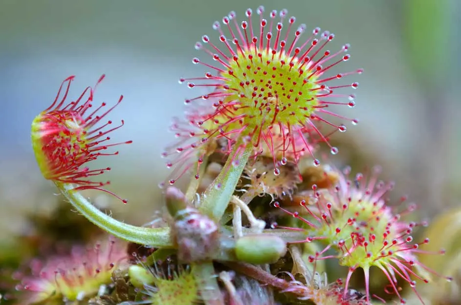 Gros plan de plusieurs plantes carnivores vertes avec des tentacules rouges et des gouttelettes transparentes.