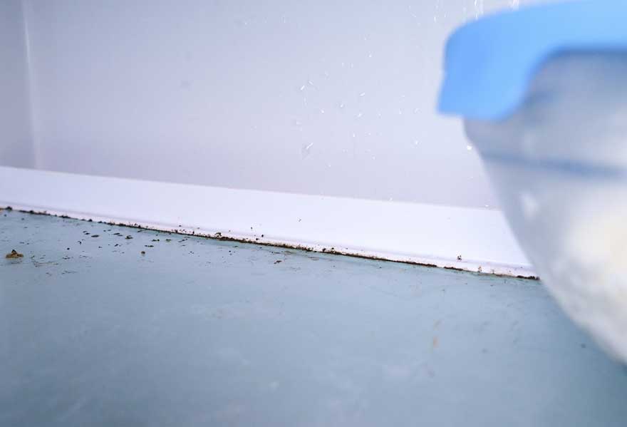 Vue rapprochée d'un joint de baignoire bleu avec des moisissures noires et un flacon pulvérisateur à droite.