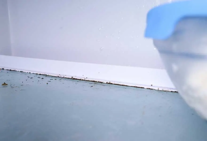 Vue rapprochée d'un joint de baignoire bleu avec des moisissures noires et un flacon pulvérisateur à droite.