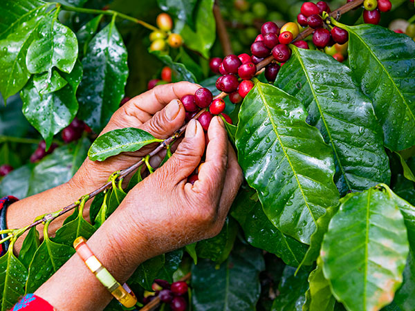 Une personne récolte des cerises de café rouges et jaunes sur une branche avec des feuilles vertes.