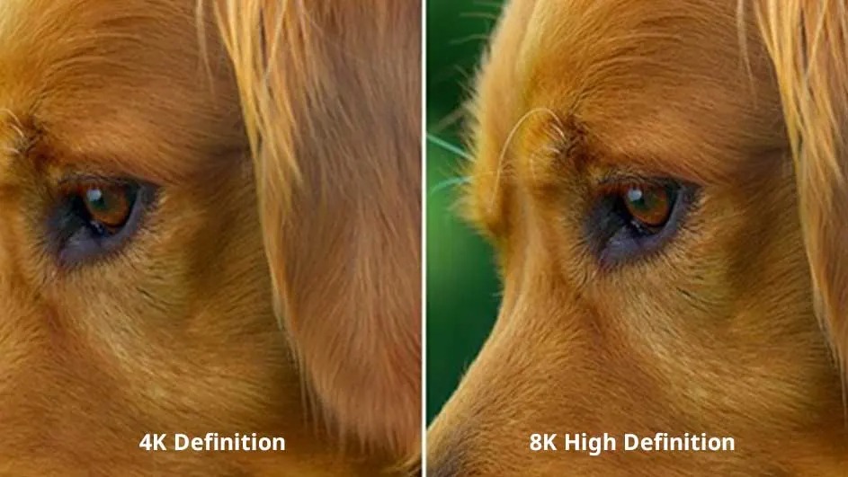 Close-up of a dog’s head, left 4K with softer fur, right 8K High Definition showing crisper hair strands and richer eye detail.