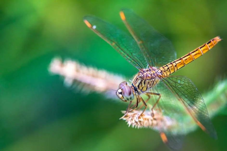 Een libel met transparante vleugels en een geel-zwart gestreept lichaam rust op een vage, pluizige plant tegen een groene achtergrond.