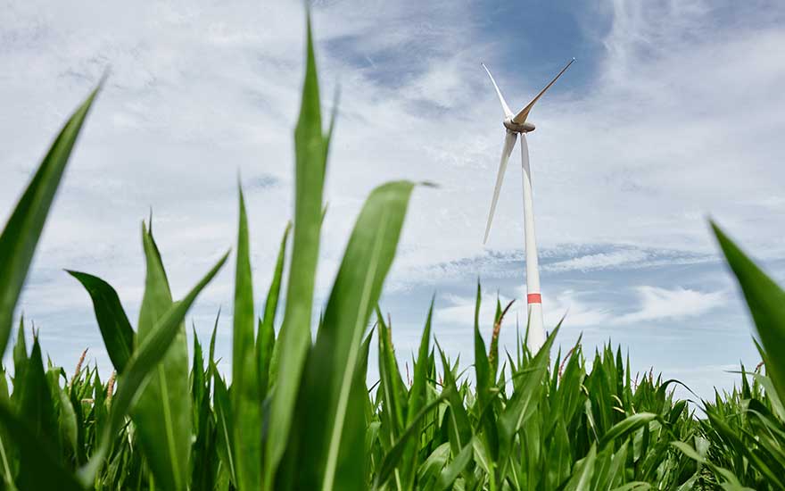 Een windmolen achter een veld met groene maisplanten tegen een blauwe lucht met wolken.