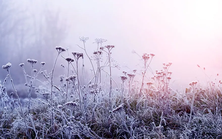 Champ de plantes givrées avec un ciel brumeux rose et violet au lever du soleil.