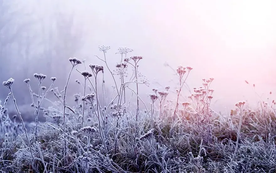 Frozen meadow with tall grasses and wildflowers under a soft, pastel sky. Foreground plants are coated in frost.