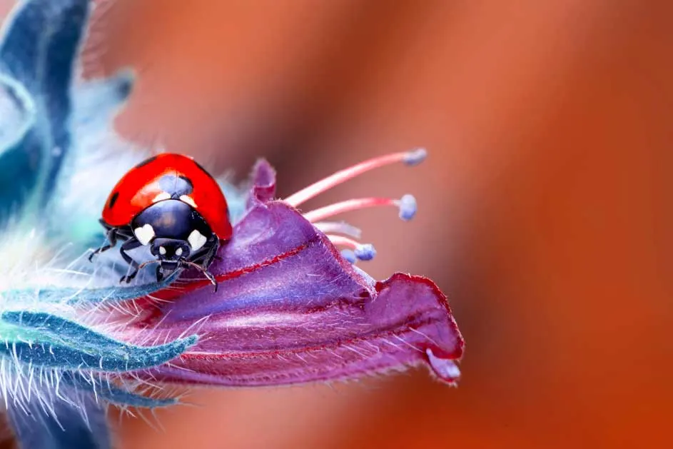 Une coccinelle rouge à pois noirs est perchée sur une fleur violette. L'arrière-plan est orange uni.