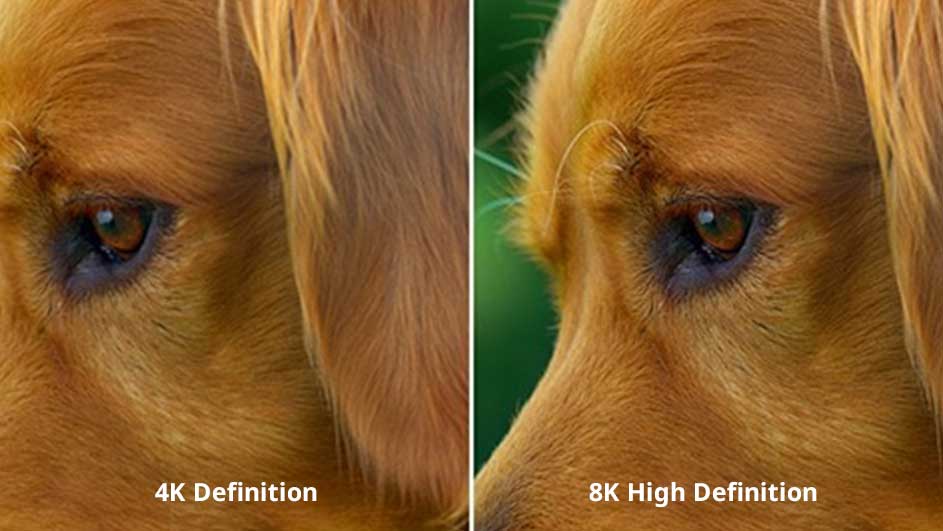 Image divisée montrant la texture du pelage d'un chien en définition 4K et 8K, avec arrière-plan vert sur la version 8K.