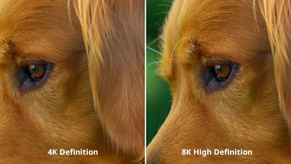 Image divisée montrant la texture du pelage d'un chien en définition 4K et 8K, avec arrière-plan vert sur la version 8K.